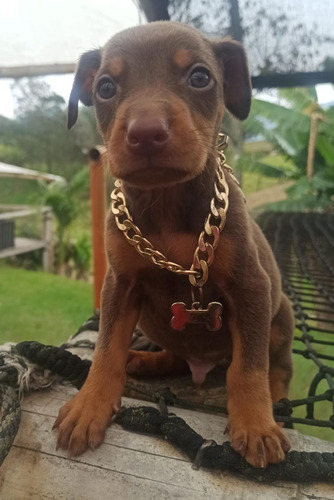 Cachorros Doberman Pura Raza Medellín Animal Pets Colombia 