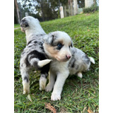 Cachorros Border Collie Borderhood Colombia 