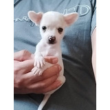 Chihuahua Super Calidad.