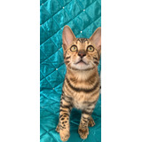 Excelente Bengalíes Prestigio Gatos Linaje Exclusivo