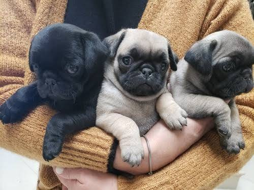 Cachorros Pug A Meses Sin Intereses! 