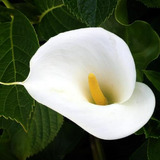 Semillas Grandes De Lirio De Cala Blanca - Zantedeschia Aeth