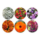 Semillas De Flores Huerta Y Jardín + Aromáticas Y Especias 