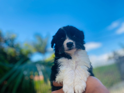 Cachorro Border Collie Tradicional Med Animalpetscolombia