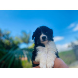 Cachorro Border Collie Tradicional Med Animalpetscolombia