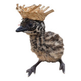 Filhotes Emu Australiano ( 7 Und )
