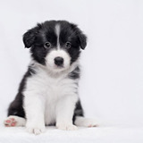 Cachorro Border Collie 05