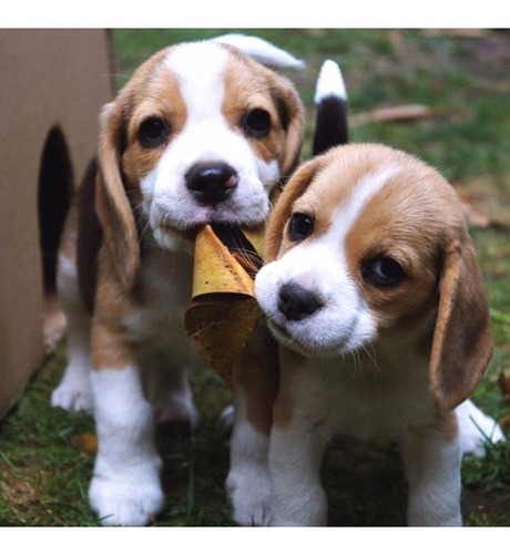 Cachorros Beagle Premium    3