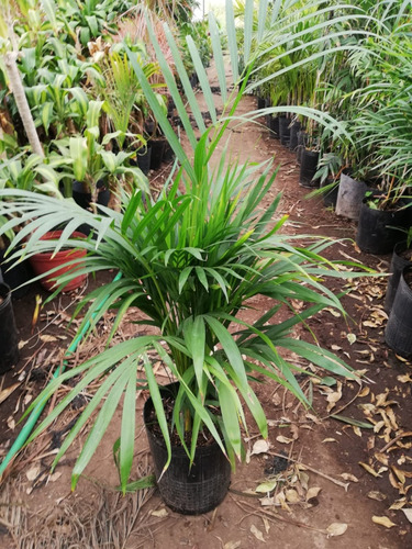 Planta Palmera Areca