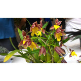 Orquídea Mexicoa Ghiesbreghtiana