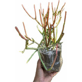 Euphorbia Tirucalli Fuego