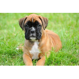 Cachorro Boxer 02