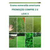 Sementes De Grama Esmerlda Americana 500g (promoção)