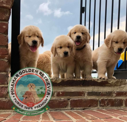 Los Mas Hermosos Golden Retriever, Estamos En Cada Detalle