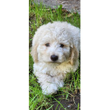 Perrita Poodle Hembra Cachorro Bebe