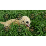 Cachorros Criadero Golden Retriever Argentina !!!