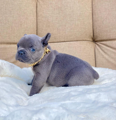 Cachorro Bulldog Frances Blue De Ojos Azules Disponible