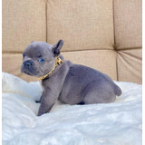 Cachorro Bulldog Frances Blue De Ojos Azules Disponible