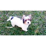 Yorkshire Biewer Terrier Macho 