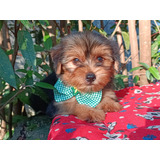 Yorkshire Terrier 