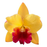 Orquídea Cattleya Ayrton Senna Mônaco - Adulta