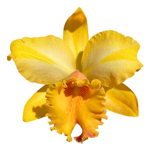 Orquidea Cattleya Blc Gisele Bundchen - Perfumada * Adulta *