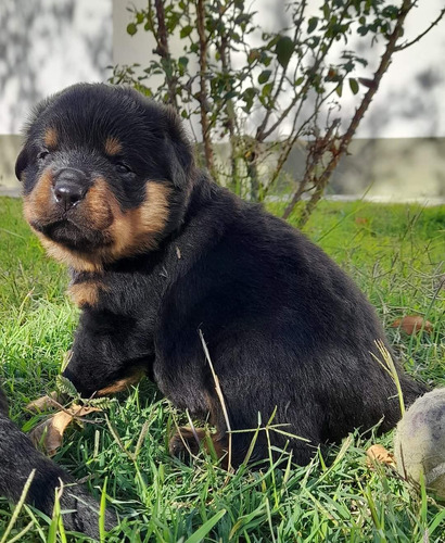 Rottweiler Cachorros R5