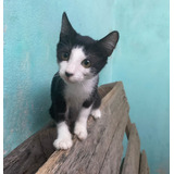 Gato Blanco Y Negro Bebé En Adopción