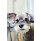 Adorable Schnauzer Miniatura  Lidia Sico