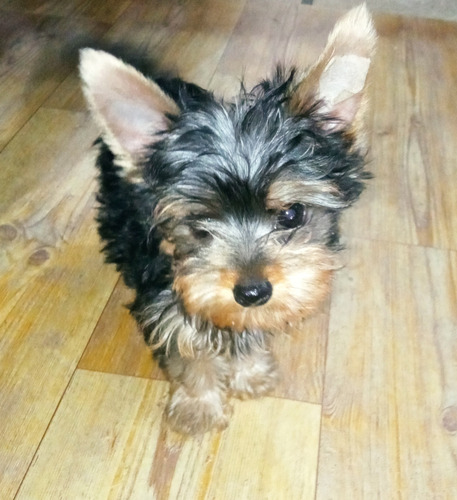 Yorkshire Terrier Macho Machito Con Fca De Dos Meses