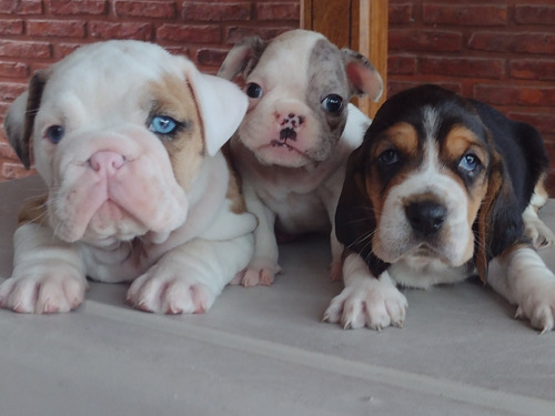 Inseminación Canina Inseminacion A Domicilio Todas Las Razas