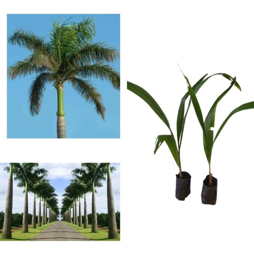 Muda De Palmeira-imperial  Roystonea Oleracea - 10