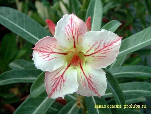  Rosa Del Desierto Adenium Blanco Matizado