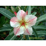  Rosa Del Desierto Adenium Blanco Matizado