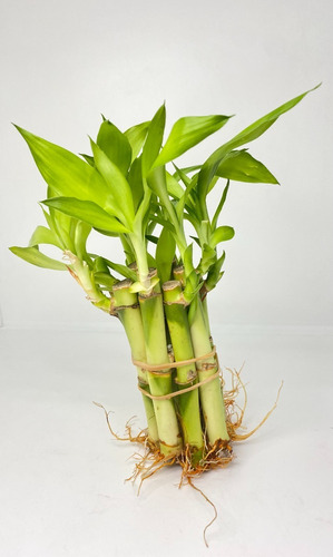 Planta Bambu De La Suerte Natural Agua Decoracion 15 Pzas  