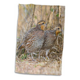 3d Rose Northern Bobwhite Codorniz Bird Emerging From Cover-