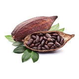 Arbol Cacao Enano Para Maceta Envio Dhl