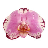 Orquídea Phalaenopsis Exótica ! Planta Adulta ! Rara