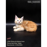 (794) Filhote De Maine Coon - Fêmea Red Silver Tabby