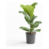 Ficus Pandurata Lyrata 110/130cm Oferta¥17mil