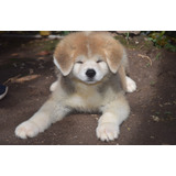 Akita Inu