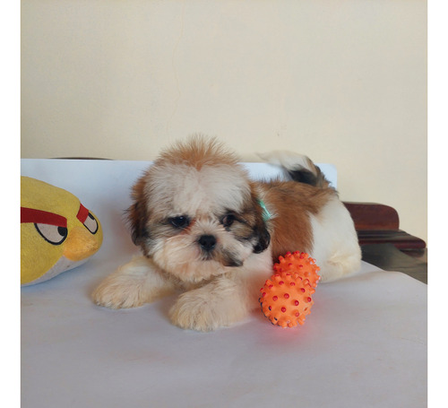 Filhote De Shih Tzu Macho