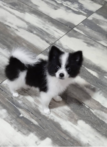 Cachorros Pomsky Lobos Mini Ponsky Ponskie Perros Disponible