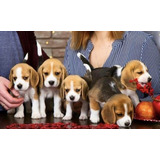 Cachorros Beagle   16