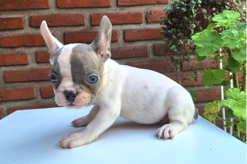 Bulldog Francés Hembra Pied Blue Ojos Celestes 