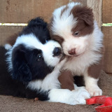 Cachorros Border Collie C/pedigree. Línea Importad.(reserva)