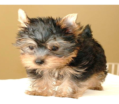 Yorkshire Terrier (yorkie), Divinos Cachorros Pedigree A Msi