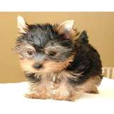 Yorkshire Terrier (yorkie), Divinos Cachorros Pedigree A Msi