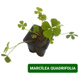 Marsilea Quadrifolia Linda Planta Carpete Aquario Plantado