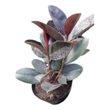 Ficus Elasticus Cabernet Gomero